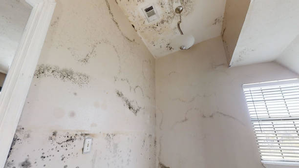 Best Environmental Consulting for Mold Prevention  in Lumbine, CO