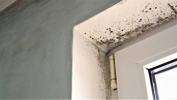 Reliable Columbine, CO Mold Removal Solutions