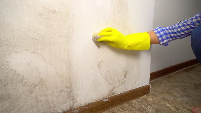 Best Mold Prevention Services  in Lumbine, CO